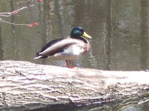 Duck at the pond